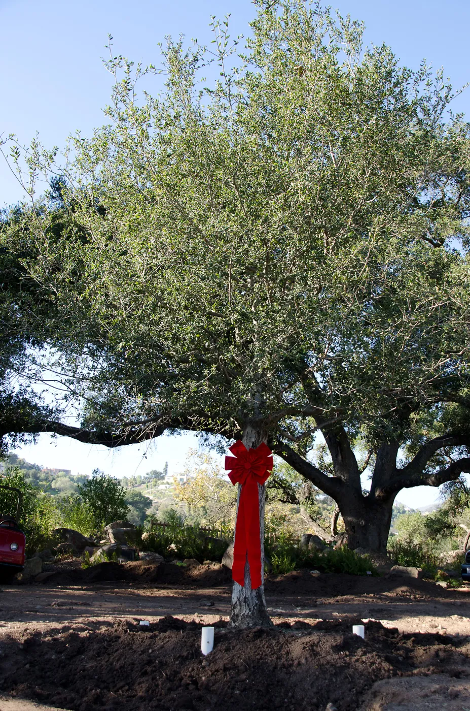 Red ribbons, new oaks arrive at SBBG, Meadow Oaks 