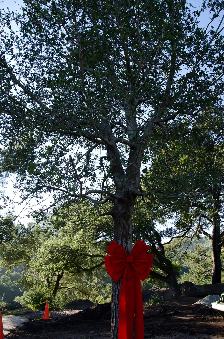 Red ribbons, new oaks arrive at SBBG, Meadow Oaks 