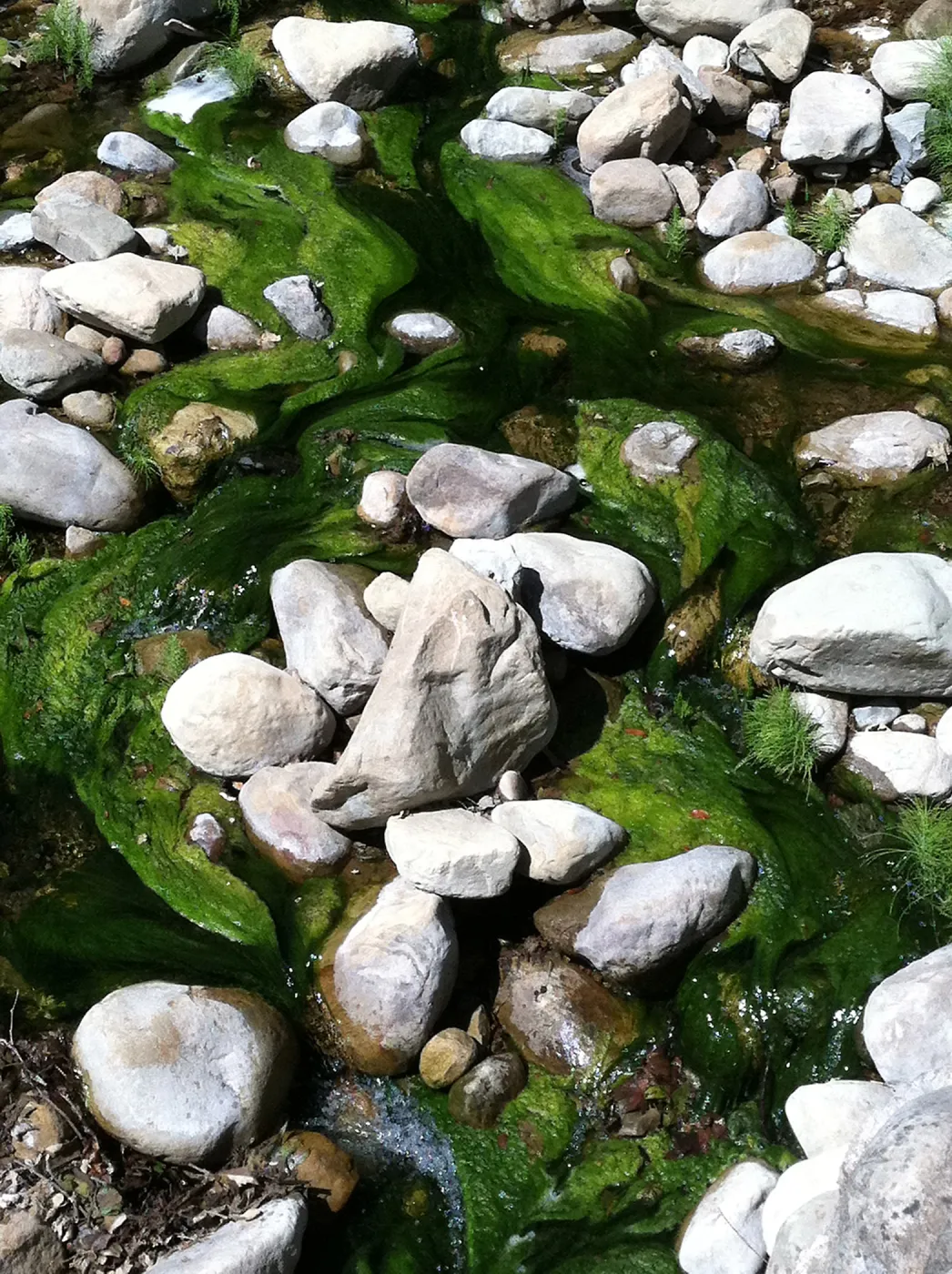 green algae, Mission Creek above the dam, SBBG