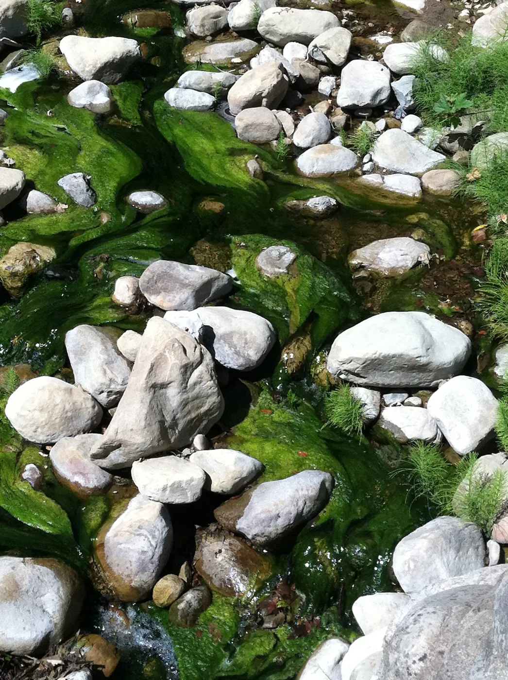 green algae, Mission Creek above the dam, SBBG