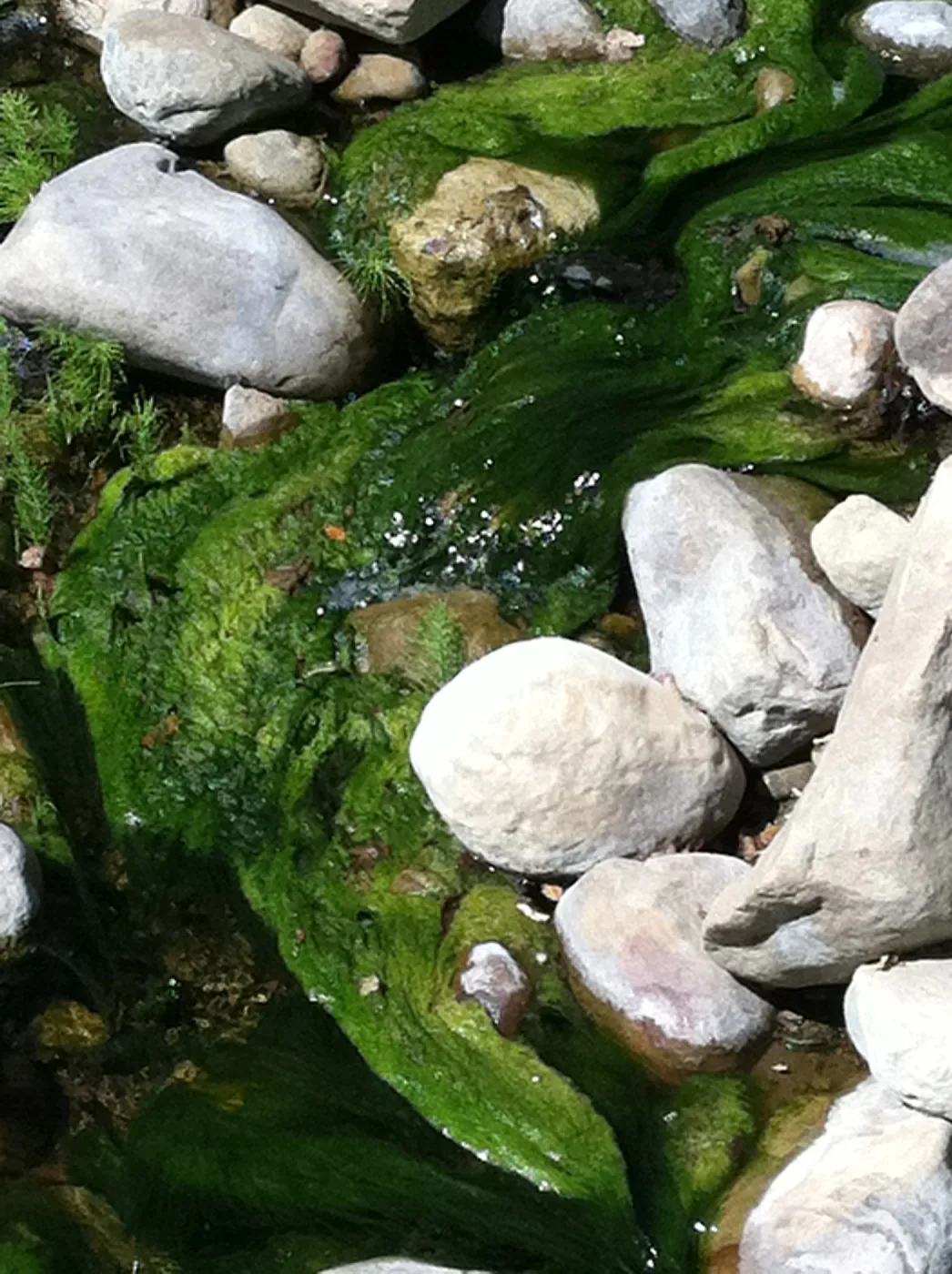 green algae, Mission Creek above the dam, SBBG