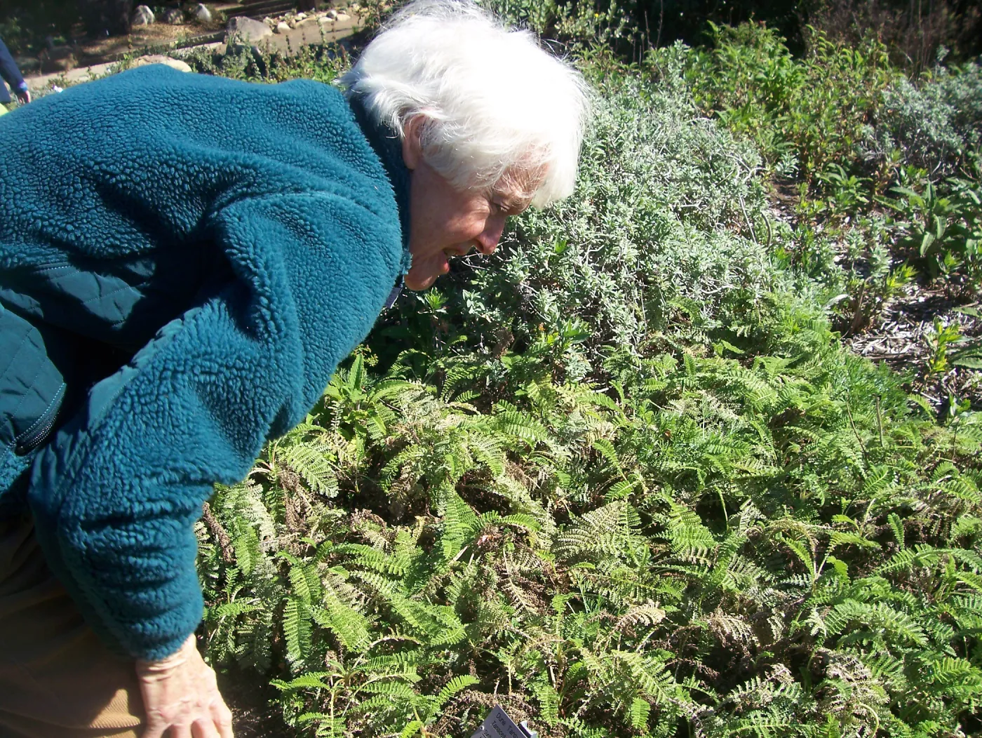 California Naturalists, SBBG, Cathy Rose
