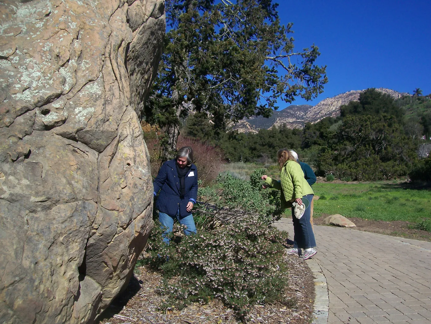 California Naturalists, SBBG, Judy Sanregret, Susan Davidson, Cathy Rose
