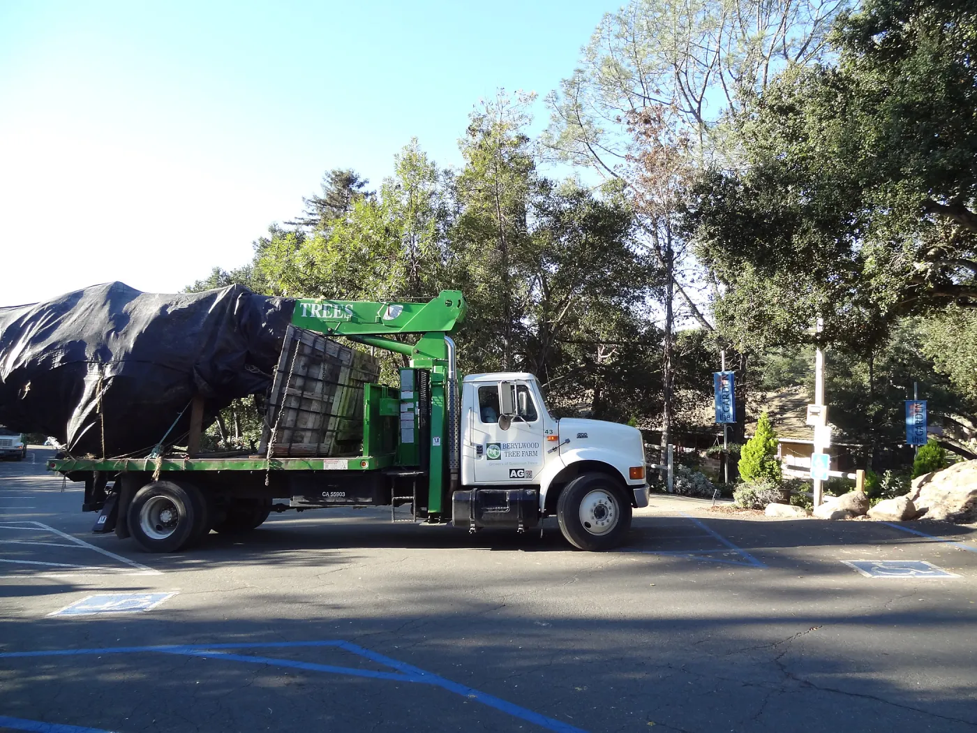 New oaks arrive at SBBG, Meadow Oaks 