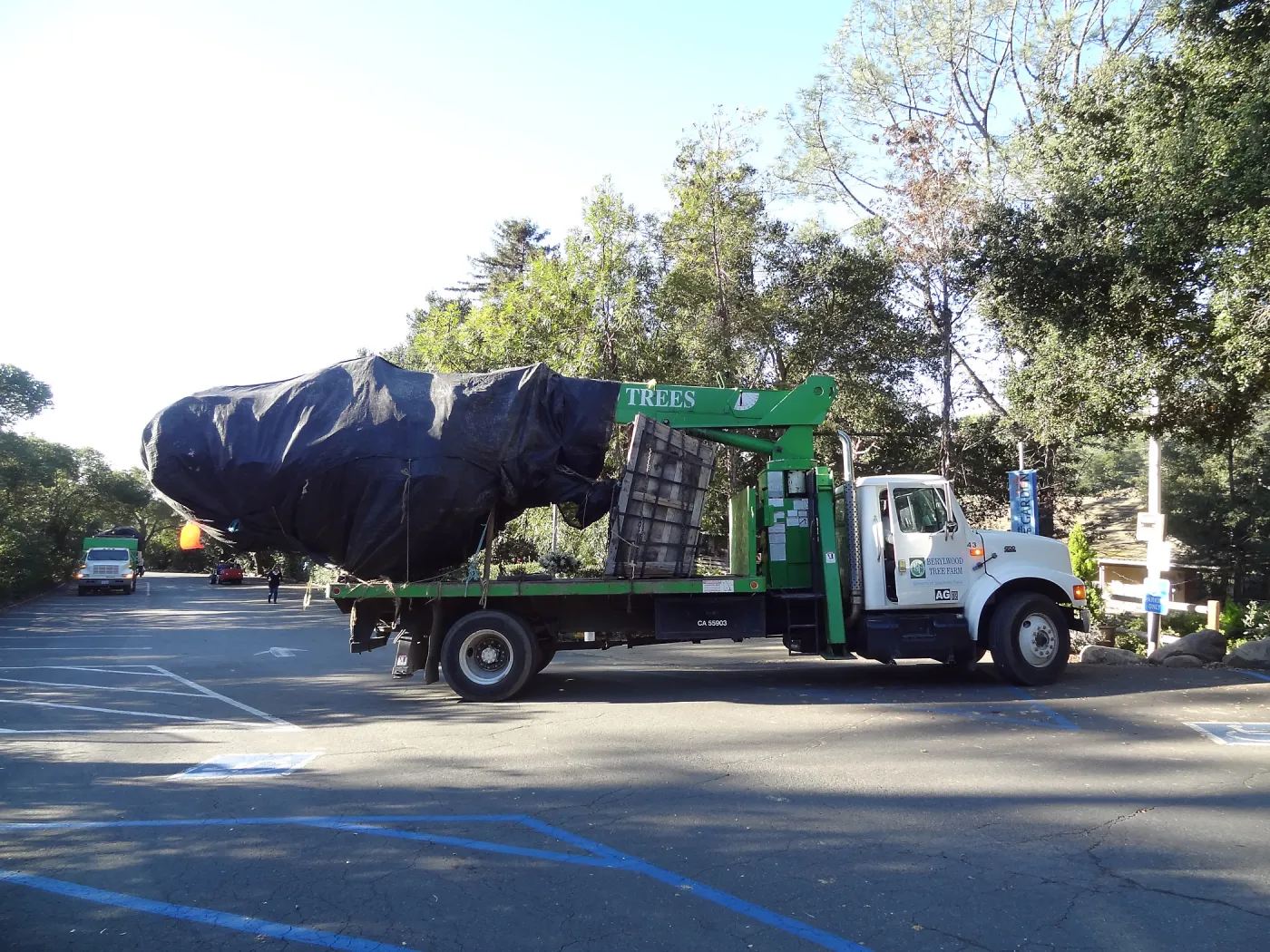 New oaks arrive at SBBG, Meadow Oaks 