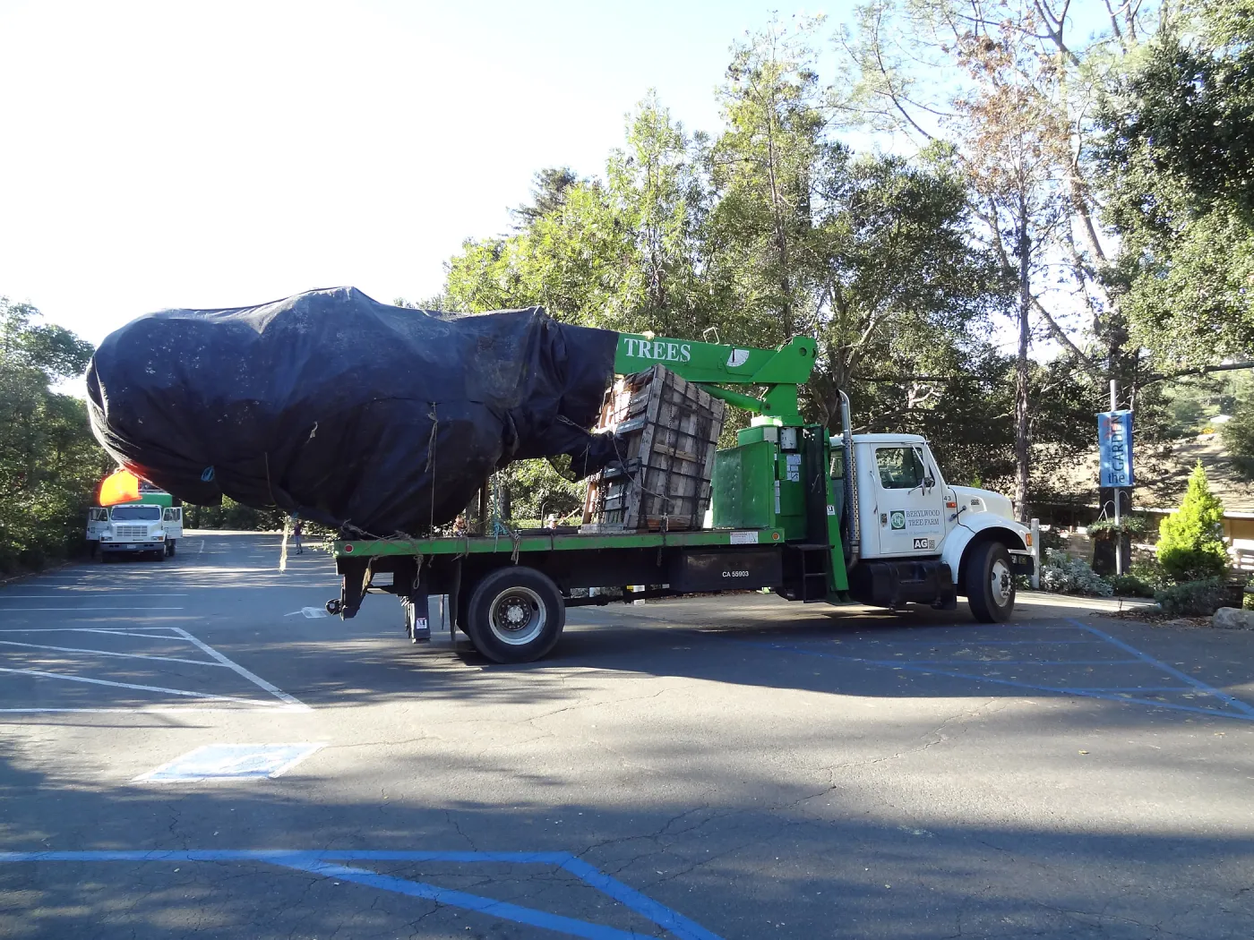 New oaks arrive at SBBG, Meadow Oaks 