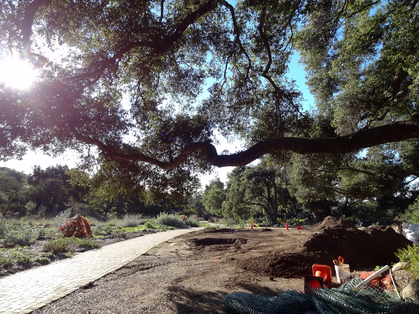 New oaks arrive at SBBG, Meadow Oaks 