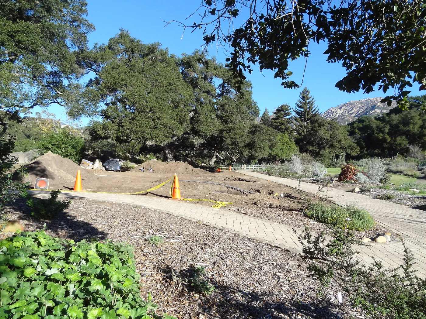 New oaks arrive at SBBG, Meadow Oaks 
