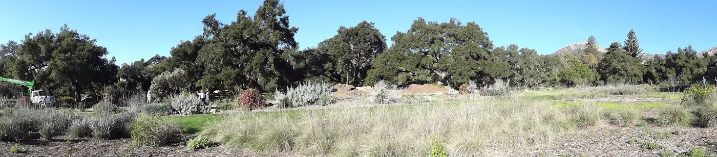 New oaks arrive at SBBG, Meadow Oaks 