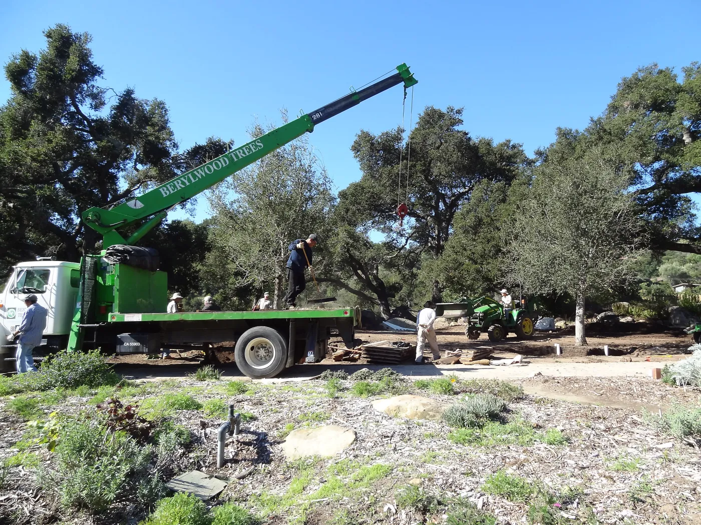 New oaks arrive at SBBG, Meadow Oaks 
