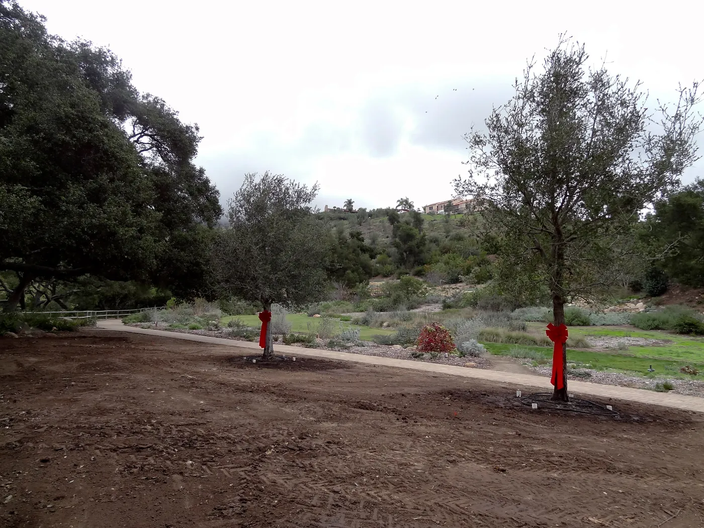 Red ribbons, new oaks (Coastal Live Oak) arrive at SBBG, Meadow Oaks 