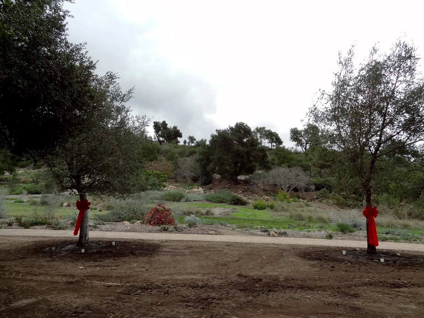 Red ribbons, new oaks (Coastal Live Oak) arrive at SBBG, Meadow Oaks 