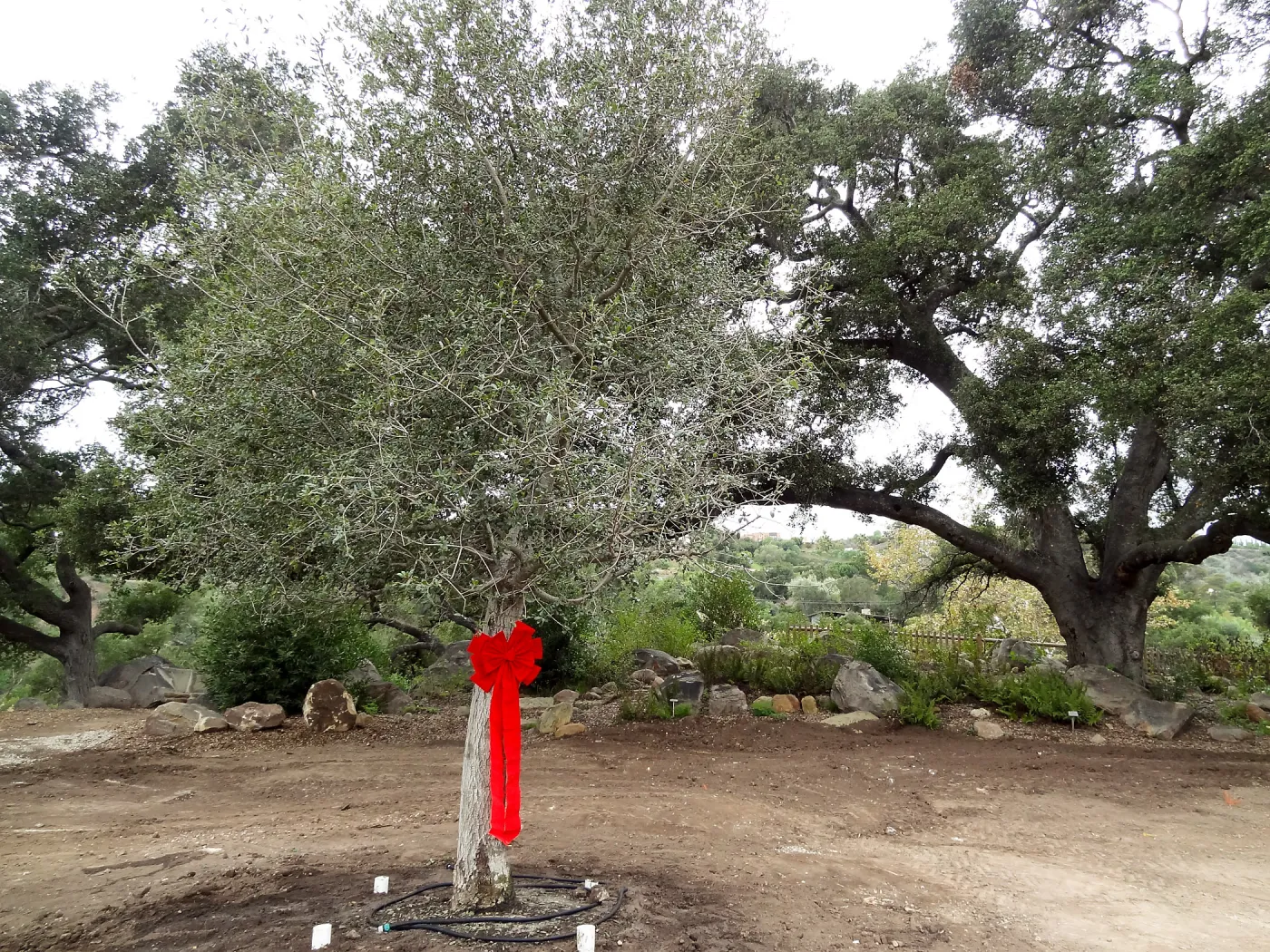 Red ribbons, new oaks (Coastal Live Oak) arrive at SBBG, Meadow Oaks 