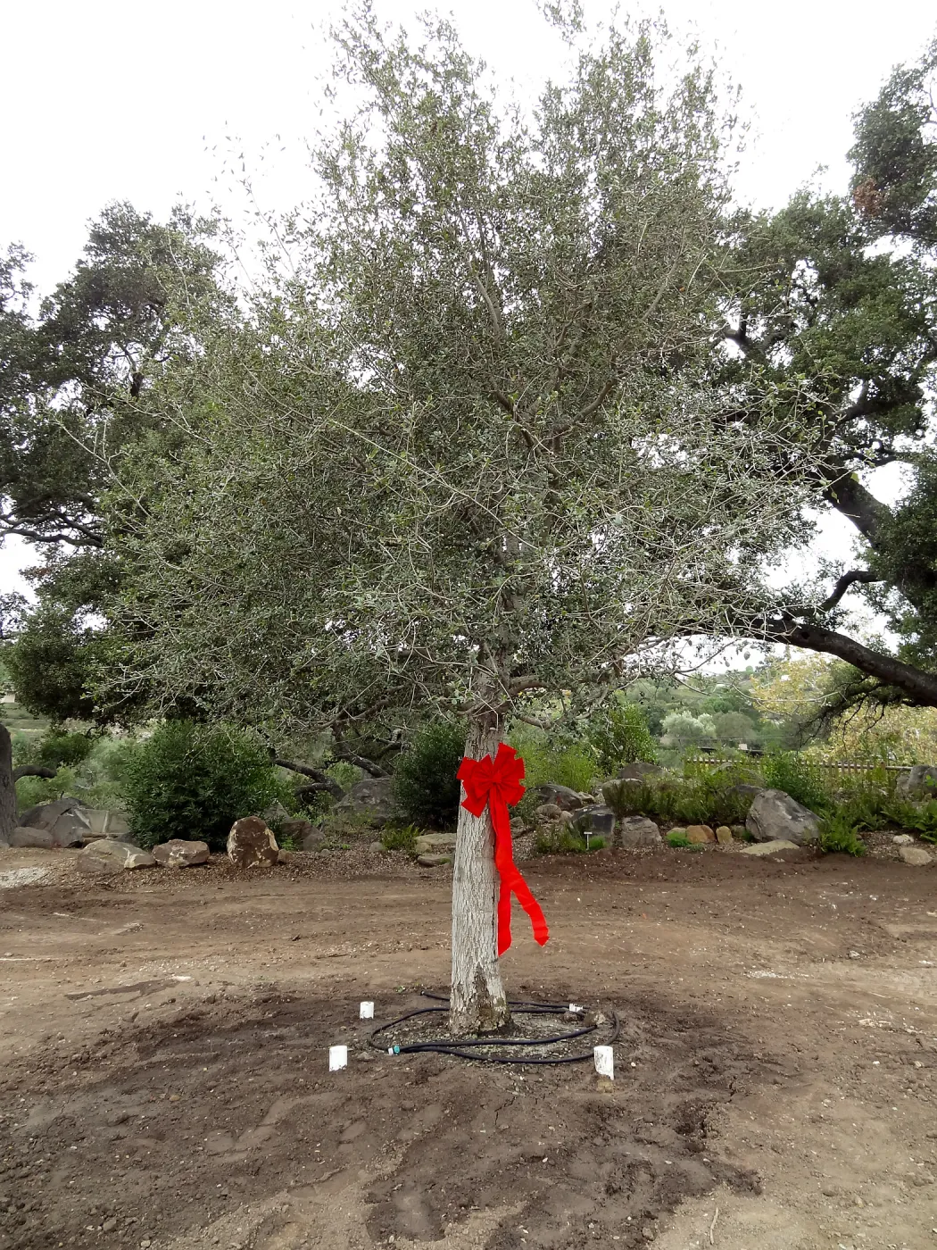 Red ribbons, new oaks arrive at SBBG, Meadow Oaks 