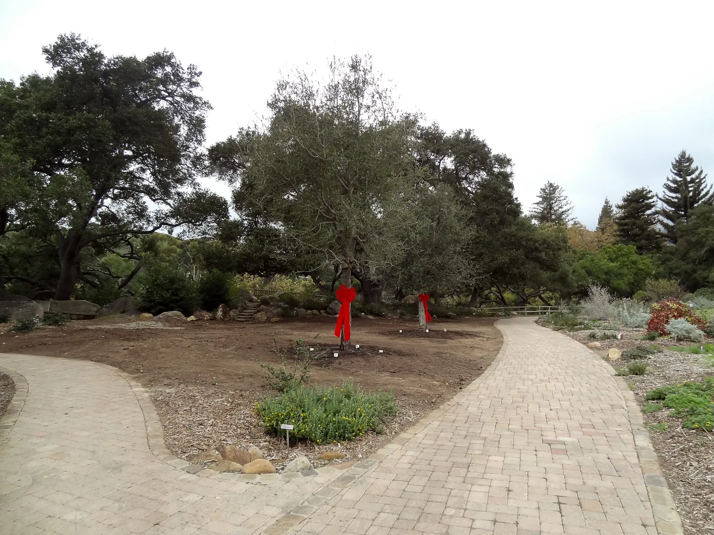 Red ribbons, new oaks arrive at SBBG, Meadow Oaks 