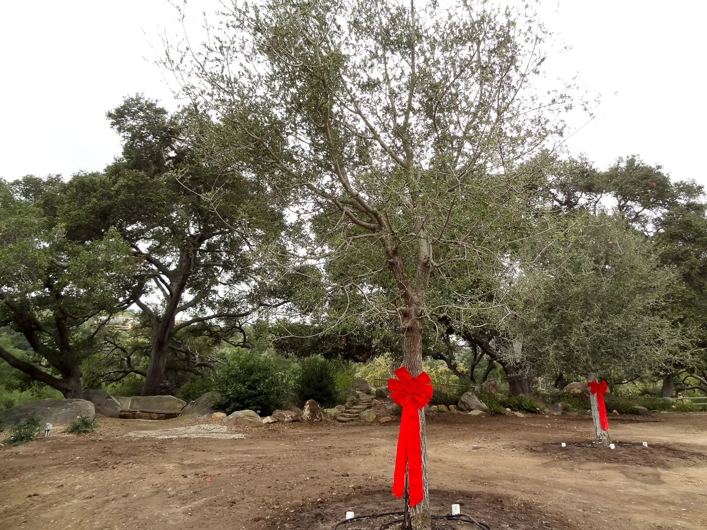 Red ribbons, new oaks arrive at SBBG, Meadow Oaks 