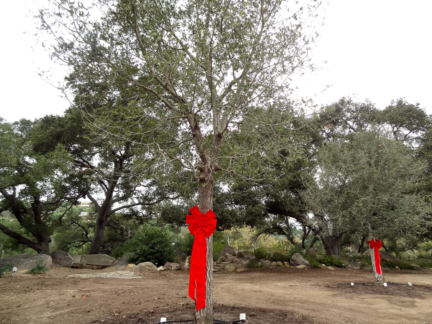 Red ribbons, new oaks arrive at SBBG, Meadow Oaks 
