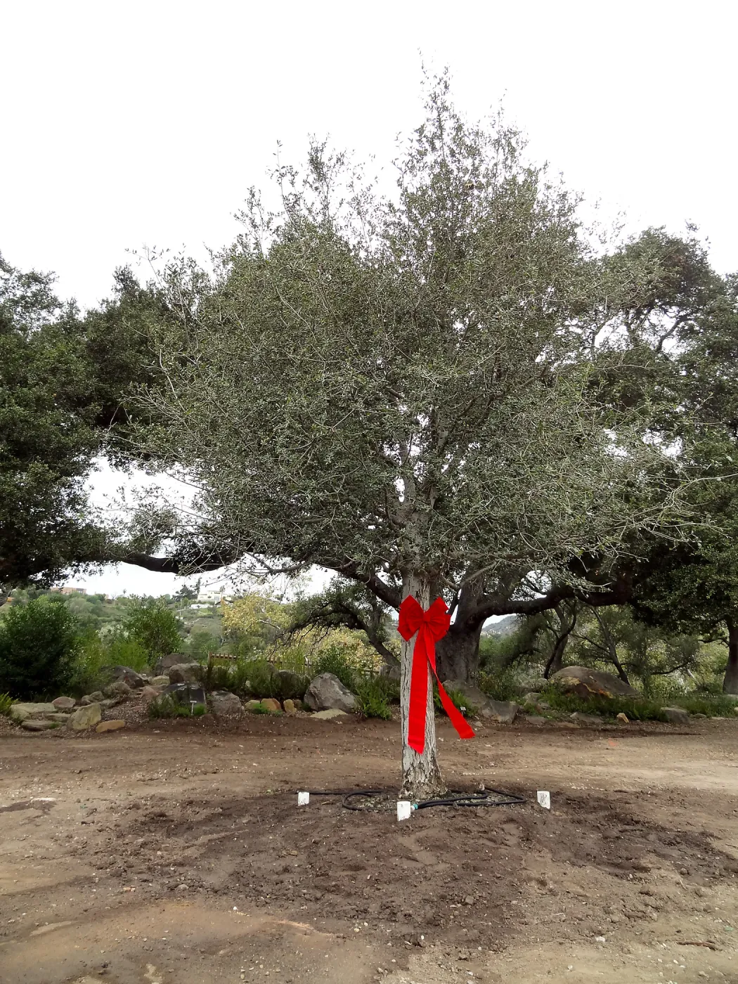 Red ribbons, new oaks (Coastal Live Oak) arrive at SBBG, Meadow Oaks 