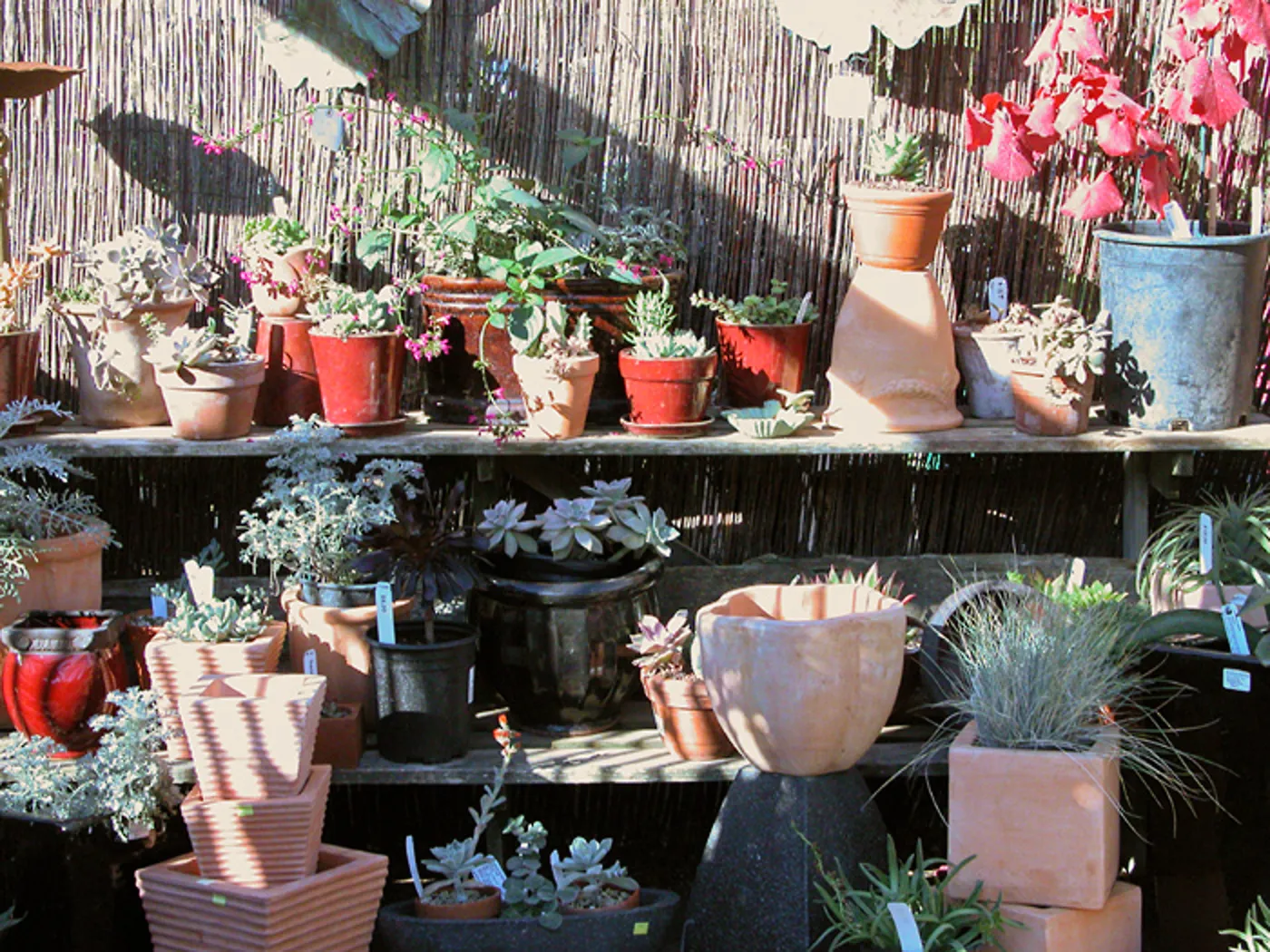 Garden Growers Nursery plants and products, SBBG