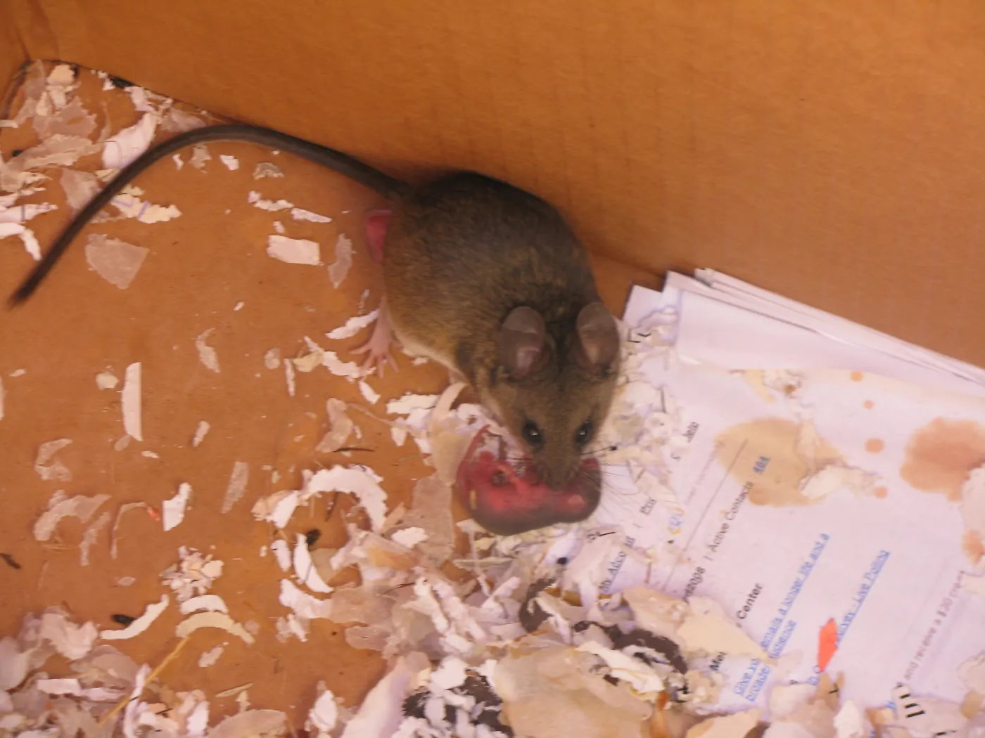 mouse in storage container, SBBG Staff cleaning out temoporary storage container, after the Jesusita Fire