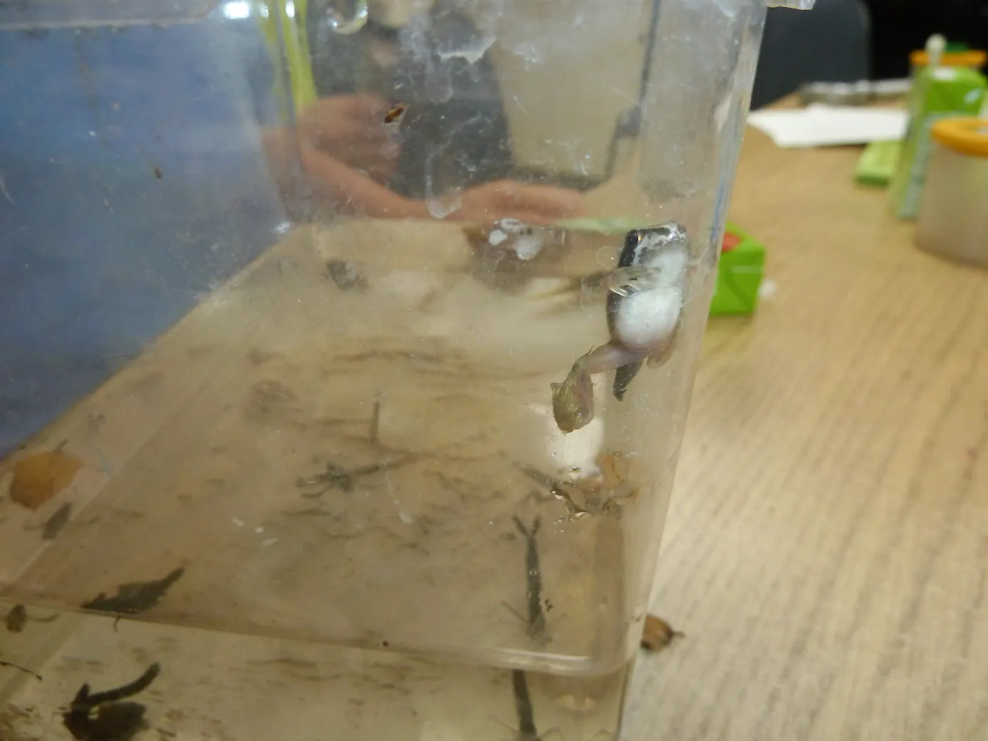 Creek Critters, childrens class