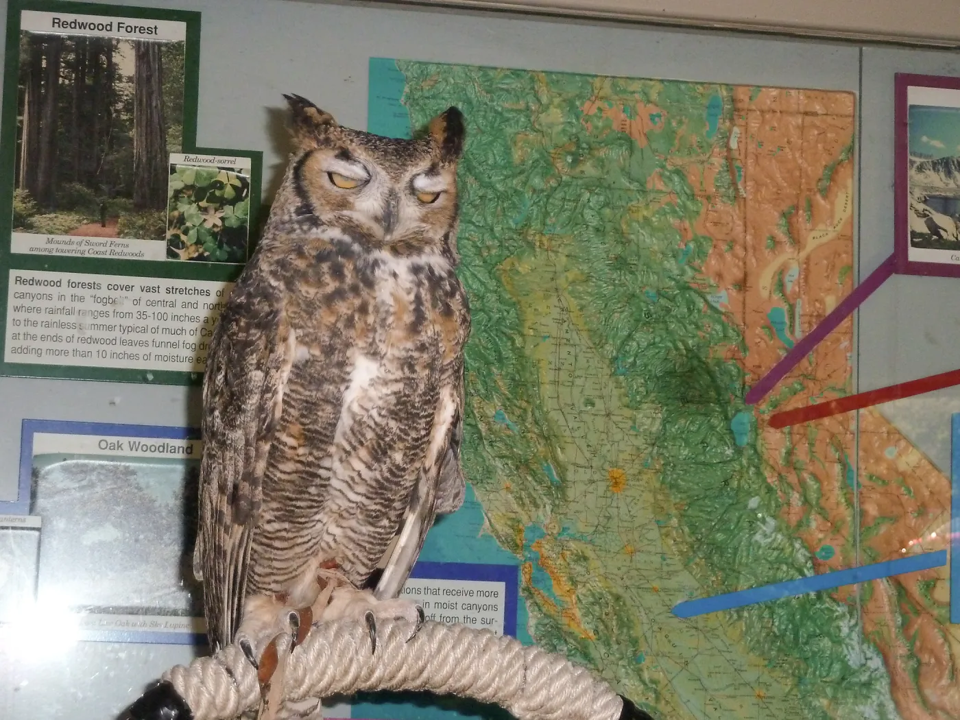 Owl-O-Ween 2012