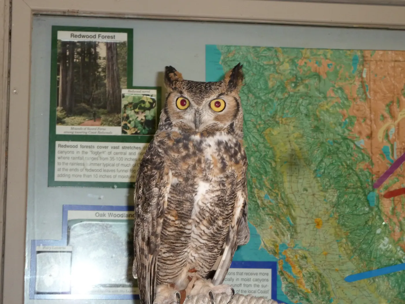 Owl-O-Ween 2012