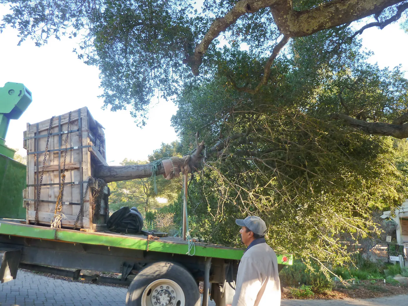 Delivery and placement of two new oak trees (Coastal Live Oak) in the Meadow Oaks display