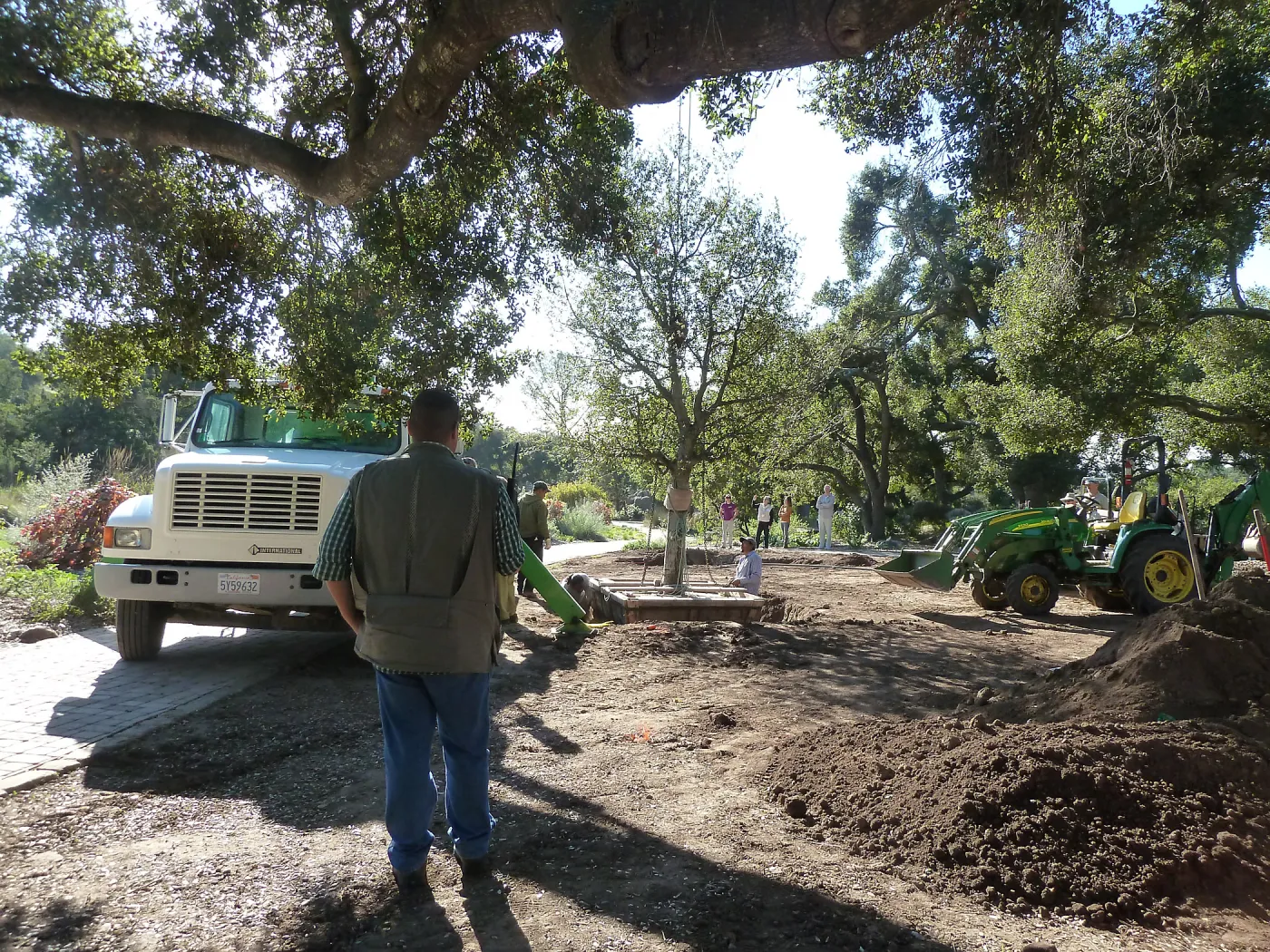 Delivery and placement of two new oak trees (Coastal Live Oak) in the Meadow Oaks display