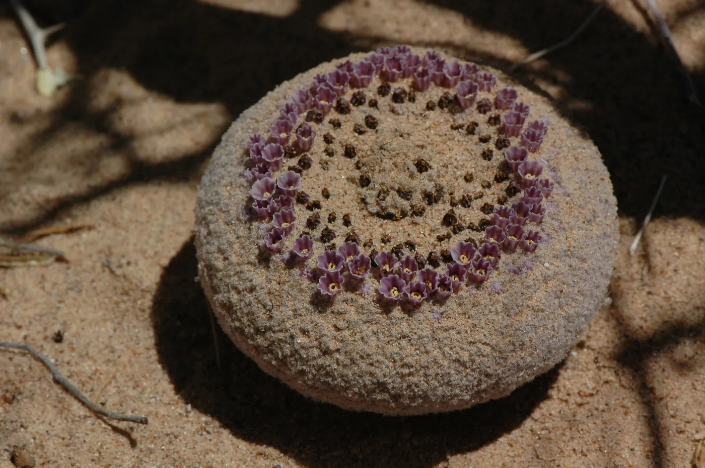 Pholisma sonorae, sand food