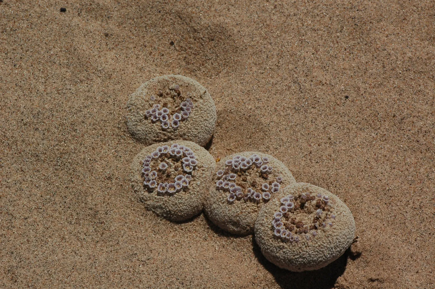 Pholisma sonorae, sand food