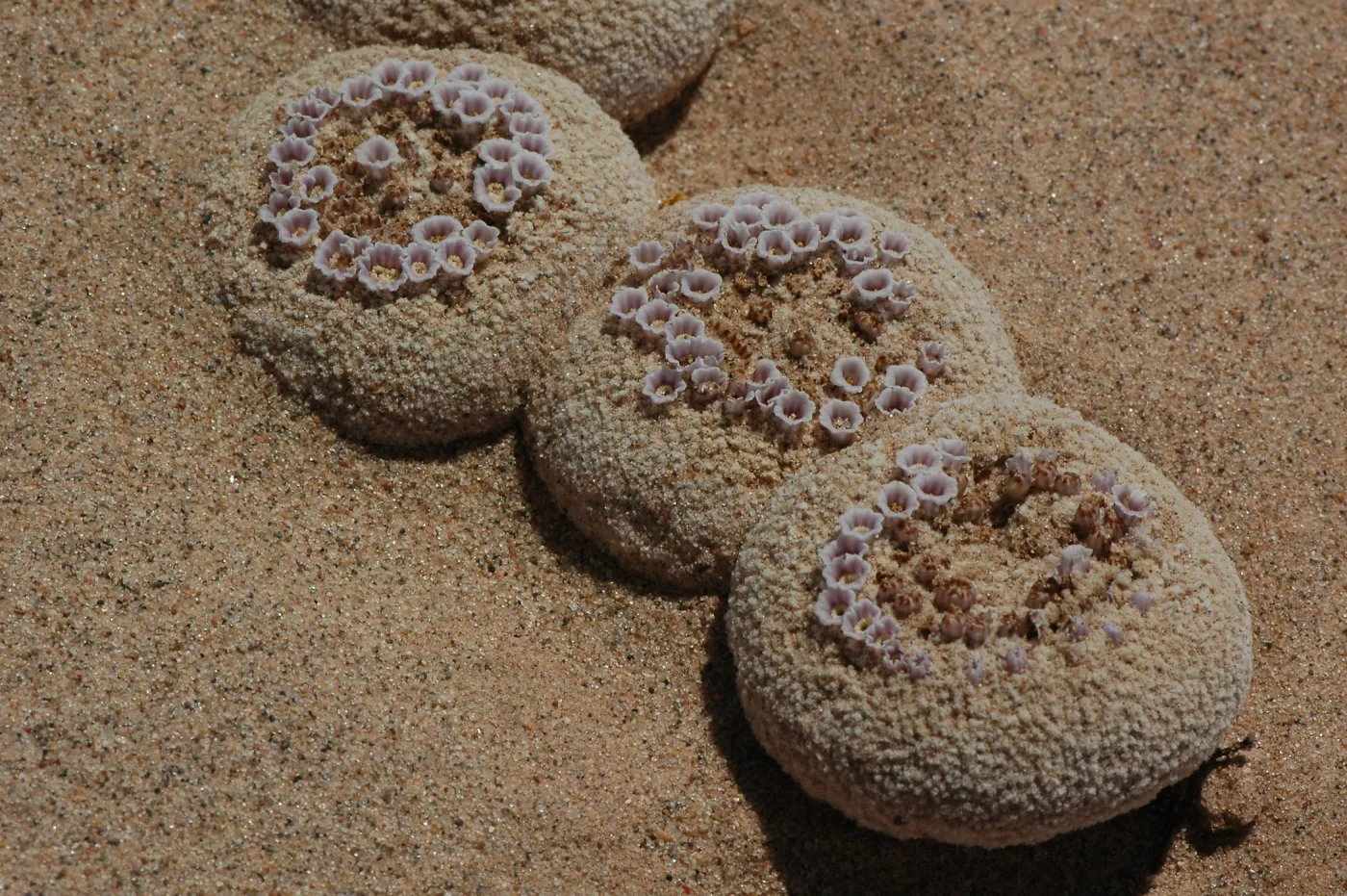 Pholisma sonorae, sand food