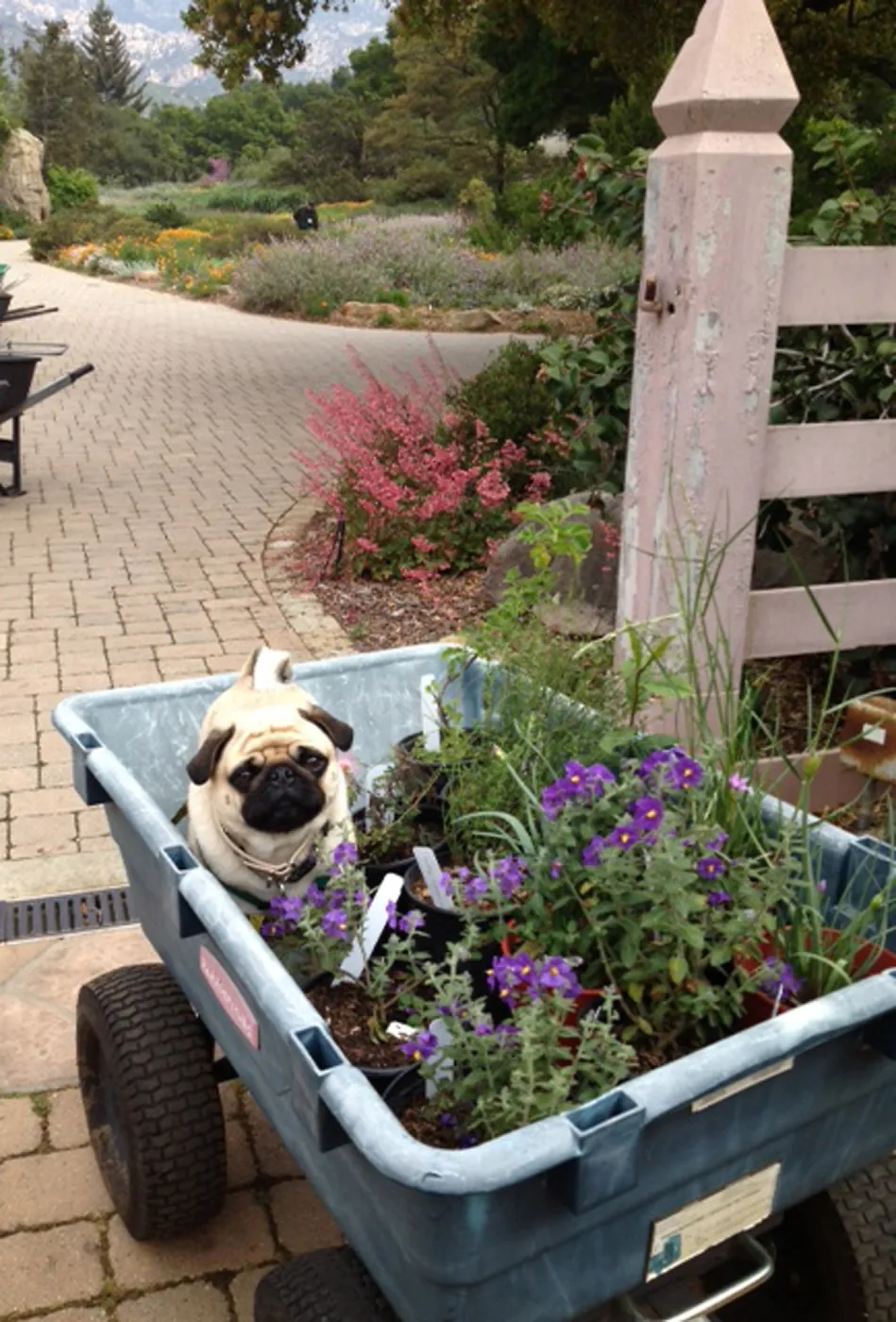 pug in Garden Growers Nursery cart with potted plants, Spring Plant Sale 2013, SBBG