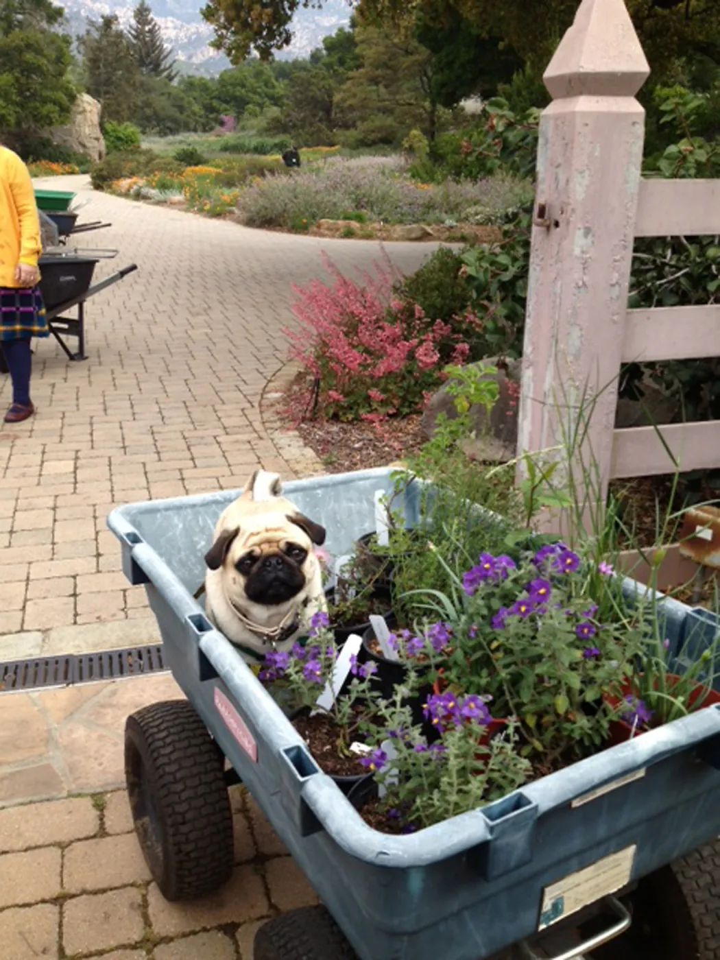 pug in Garden Growers Nursery cart with potted plants, Spring Plant Sale 2013, SBBG