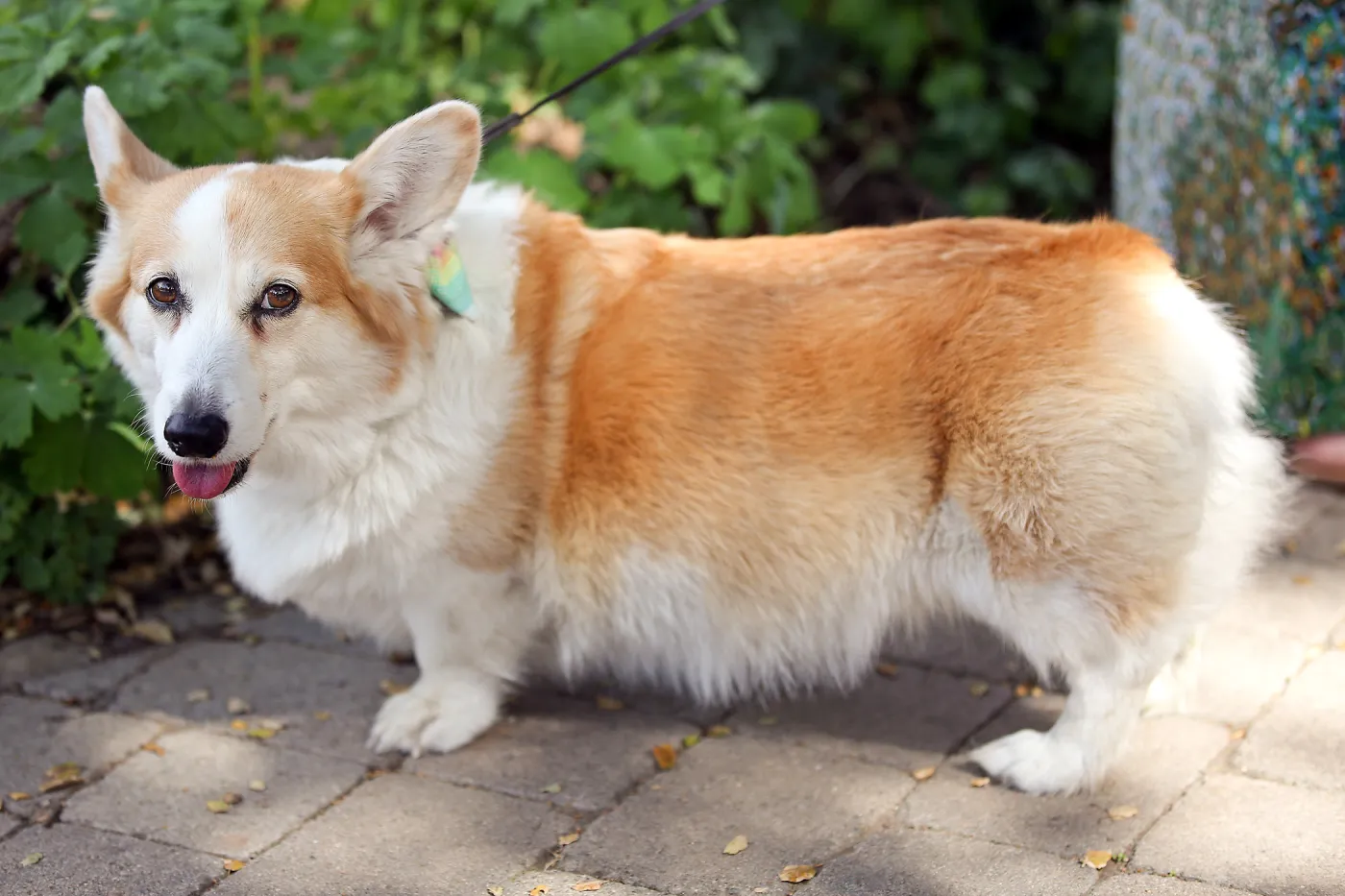 Santa Barbara Beer Garden Event, dog on leash in the Garden