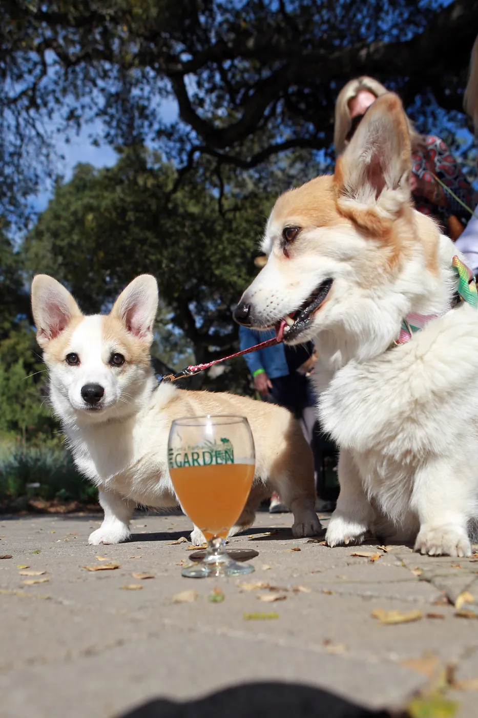 Santa Barbara Beer Garden Event