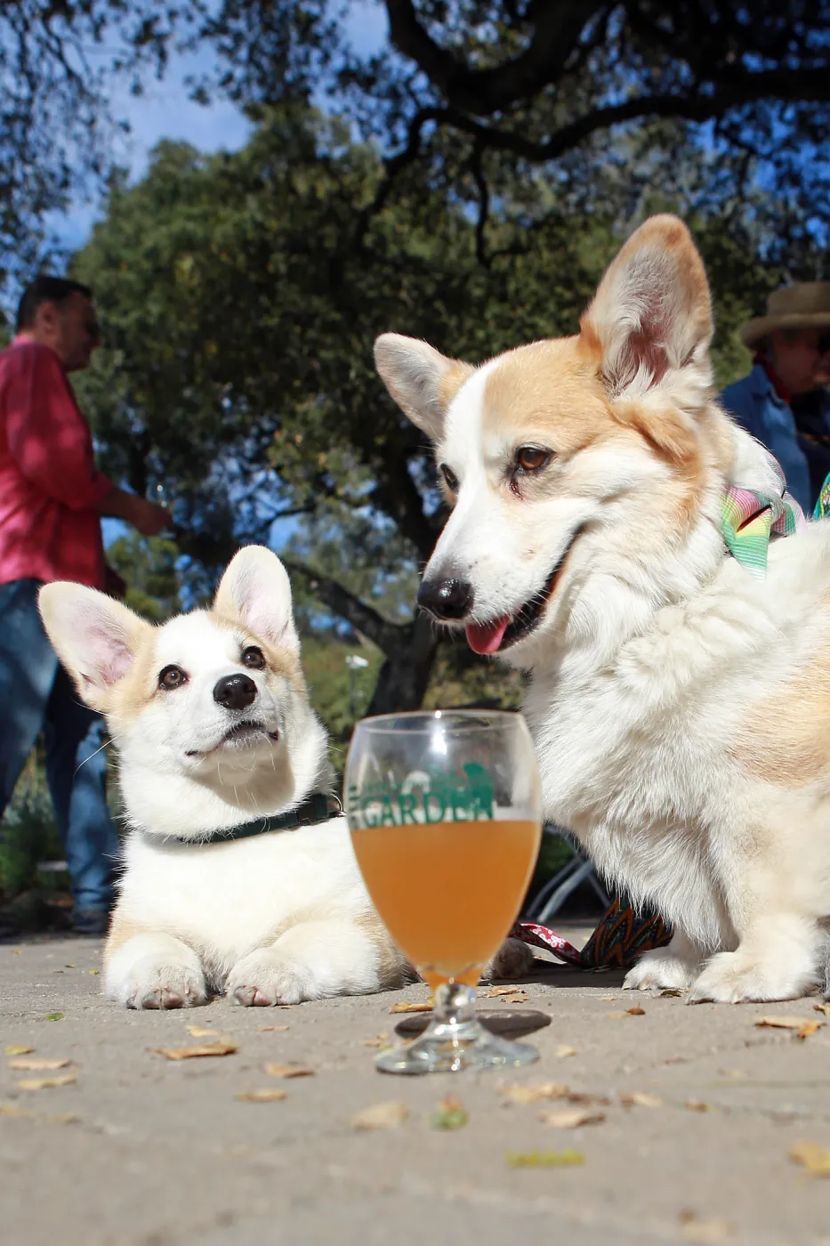 Santa Barbara Beer Garden Event