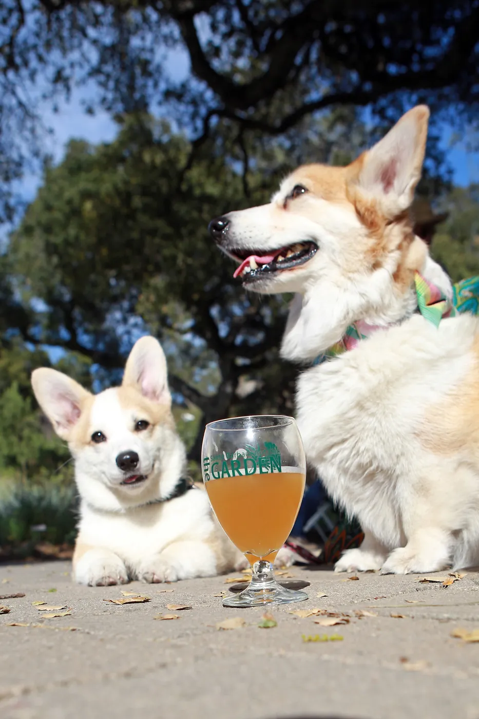Santa Barbara Beer Garden Event