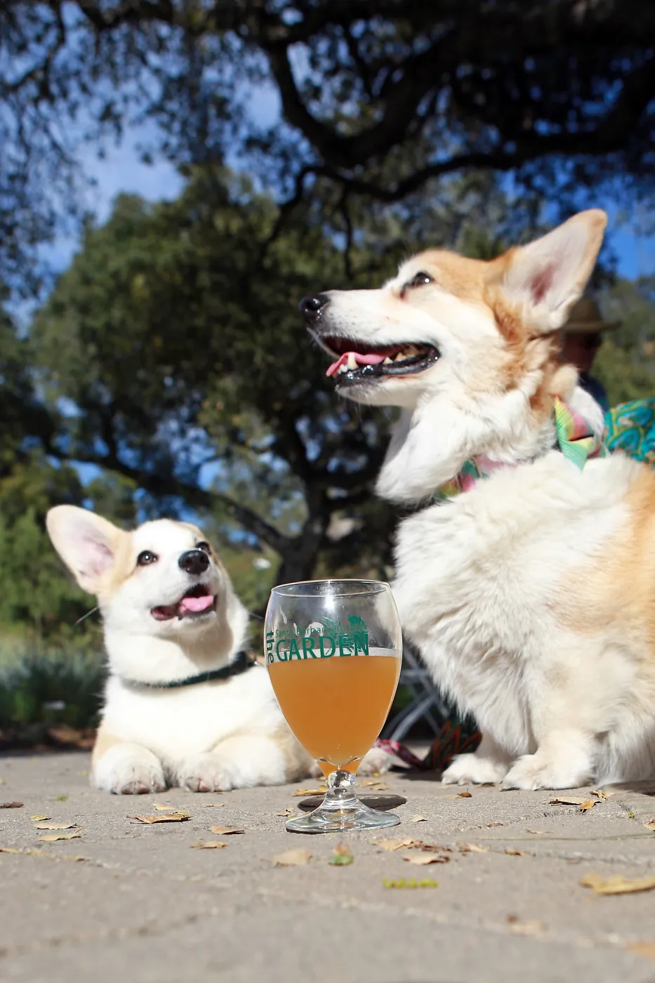 Santa Barbara Beer Garden Event