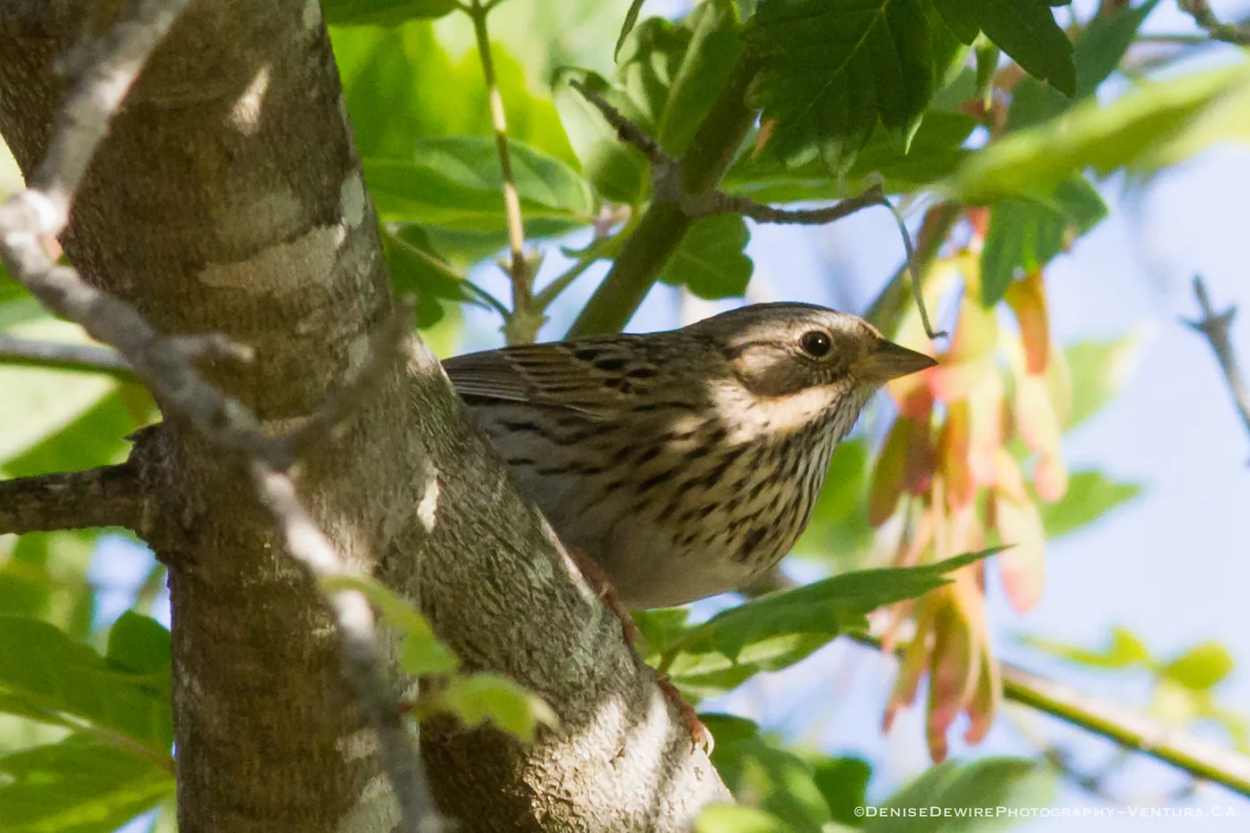 Bird at the Santa Barbara Botanic Garden