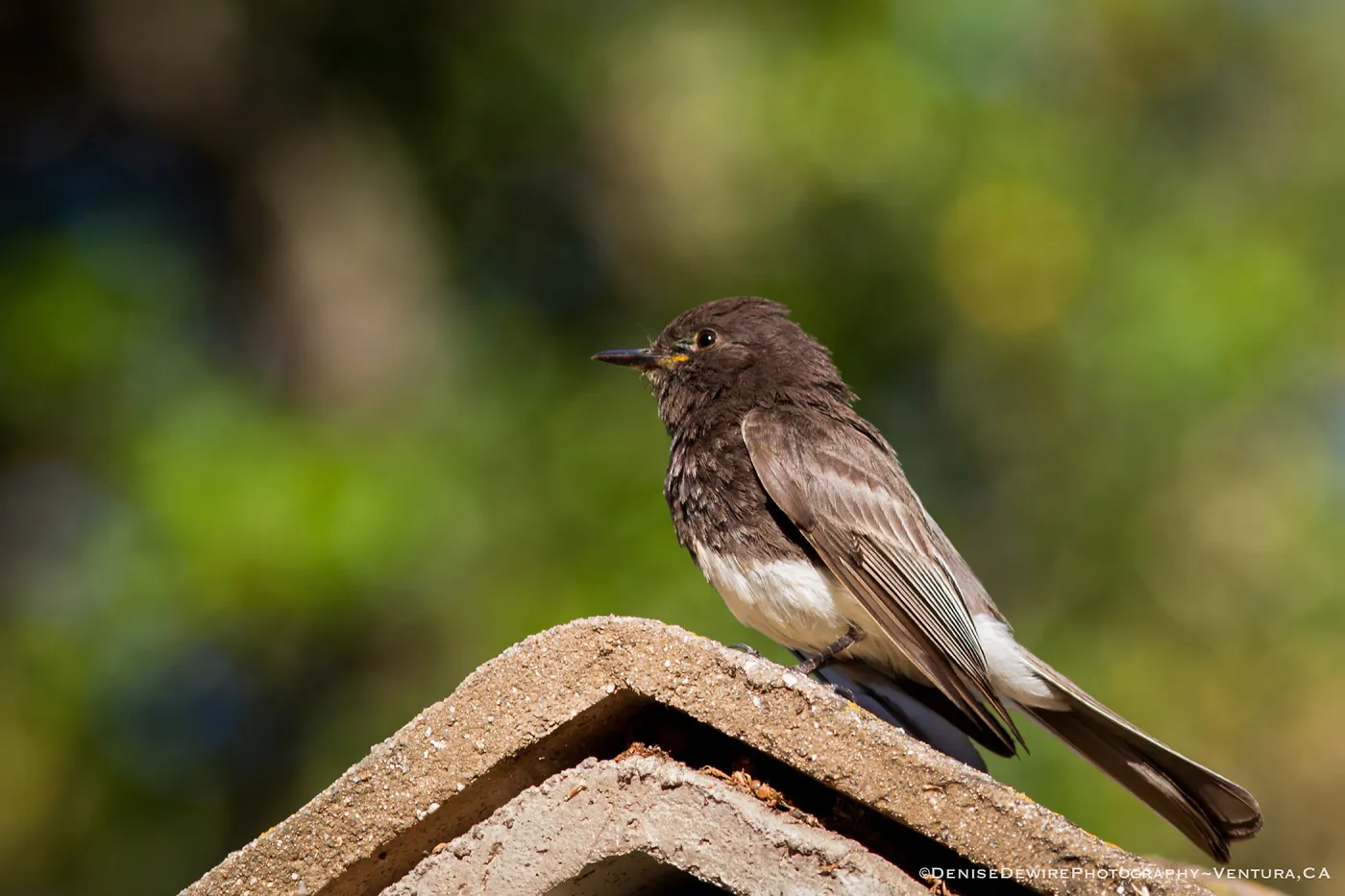 Black Phoebe at the Santa Barbara Botanic Garden