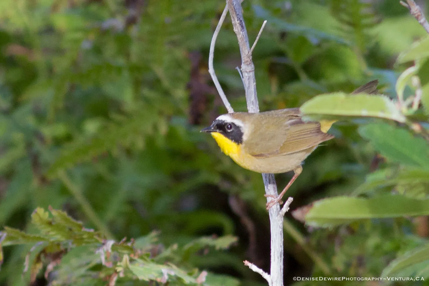 Common Yellowthroat at the Santa Barbara Botanic Garden