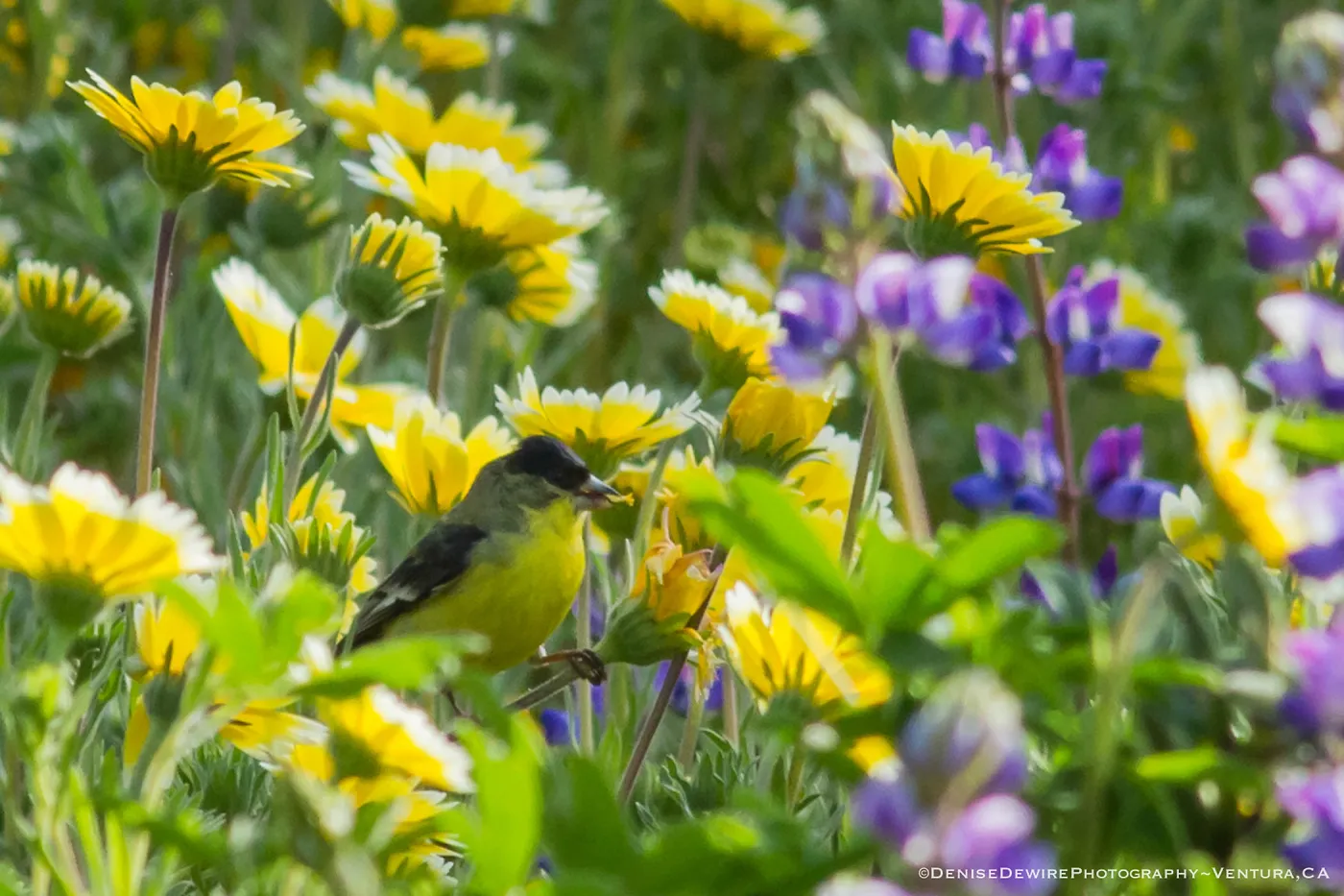 Wildflowers, Lesser Goldfinch at the Santa Barbara Botanic Garden