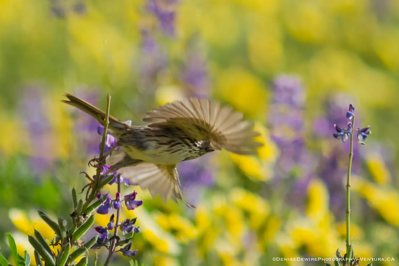 Wildflowers,Lesser Goldfinch at the Santa Barbara Botanic Garden