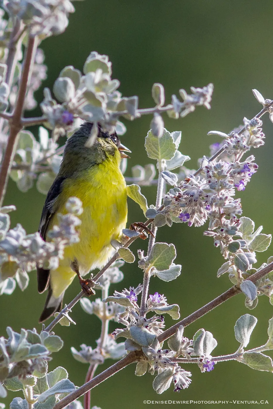 Lesser Goldfinch at the Santa Barbara Botanic Garden