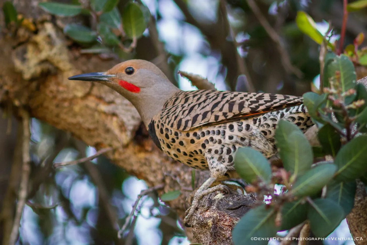 Northern flicker at the Santa Barbara Botanic Garden
