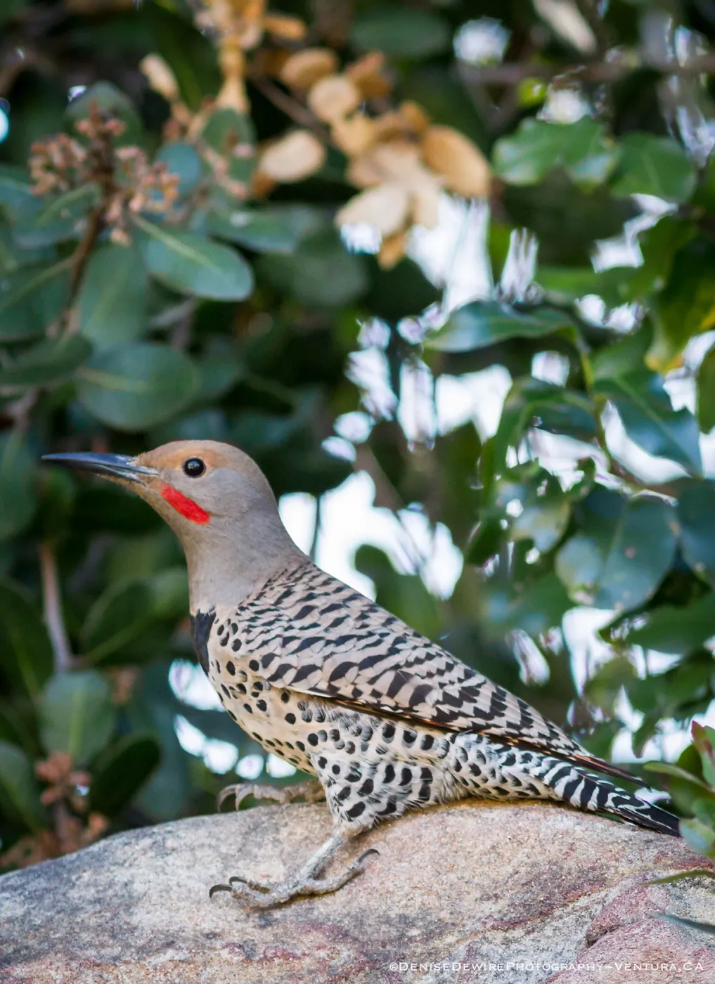 Northern flicker at the Santa Barbara Botanic Garden