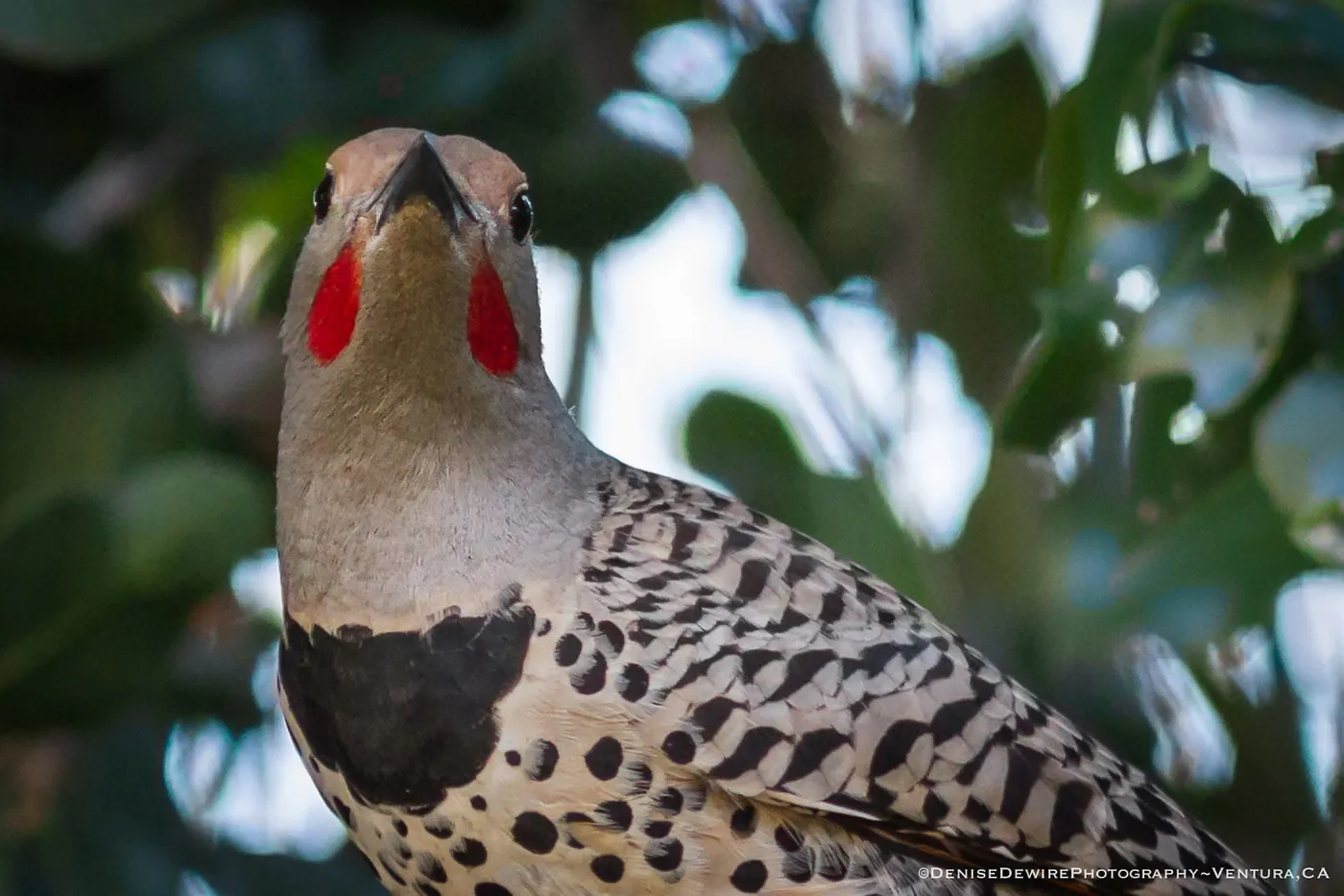 Northern flicker at the Santa Barbara Botanic Garden