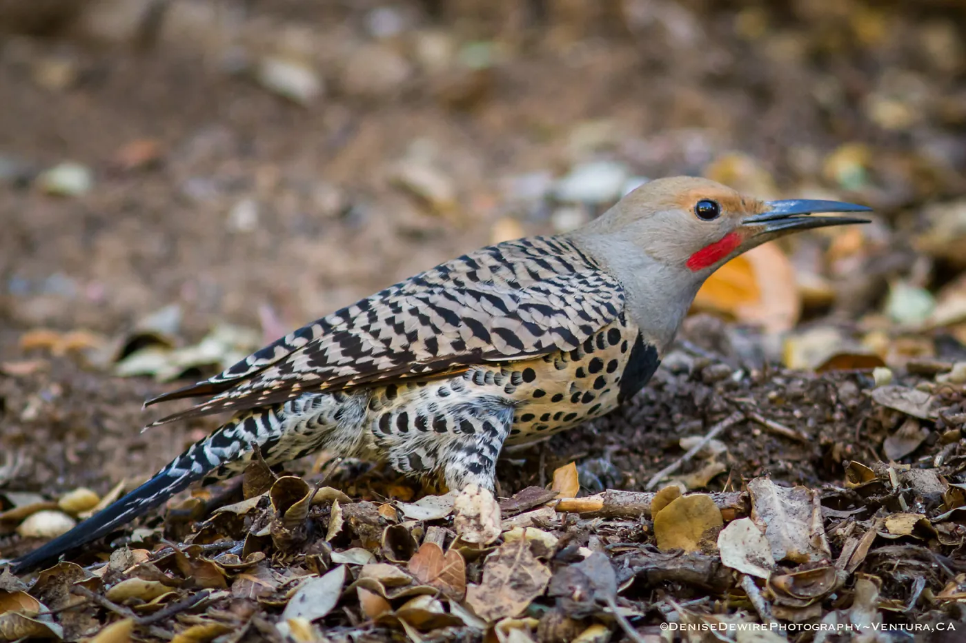 Northern flicker at the Santa Barbara Botanic Garden