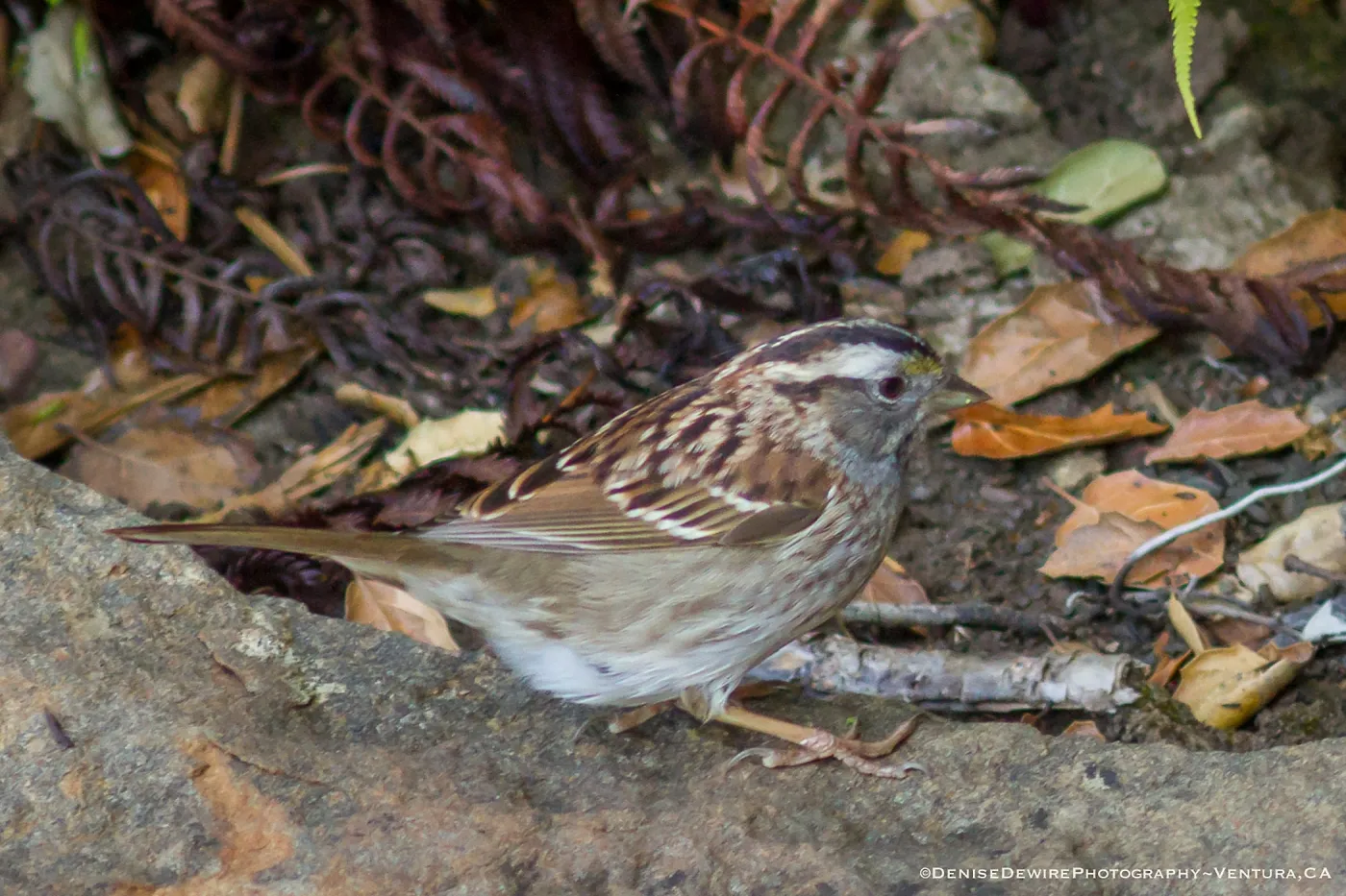 Golden-Crowned Sparrow at the Santa Barbara Botanic Garden